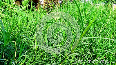 Cynodon dactylon dubh grass close up Stock Photo